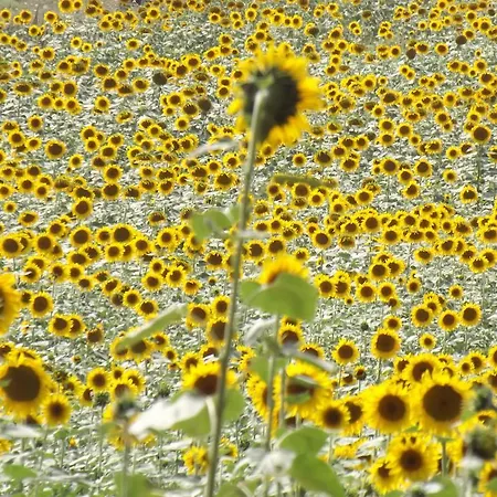 팜스테이 Agriturismo Il Canto Della Gallina