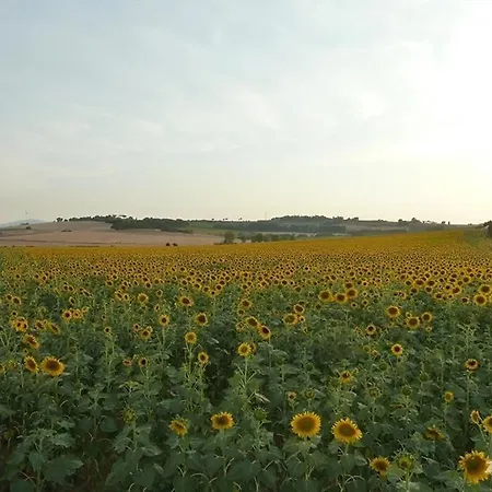Agriturismo Il Canto Della Gallina Farm stay Villastrada (Umbria)